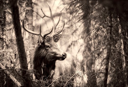 - Popular Outdoorsman Deer, Elk, Animal, Wildlife, Stag, Male