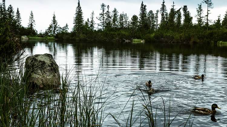 - Popular Outdoorsman