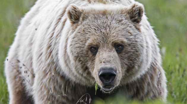 Best Trailside Bear Medicine: Revolvers Vs. Semi-Autos