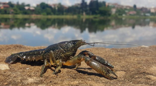 The Crawdad That Could Eat the Great Lakes