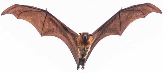 Bats In Your Belfry? Here’s What to Do