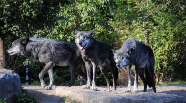 Say No To Colorado Wolf Re-Introduction, Says RMEF
