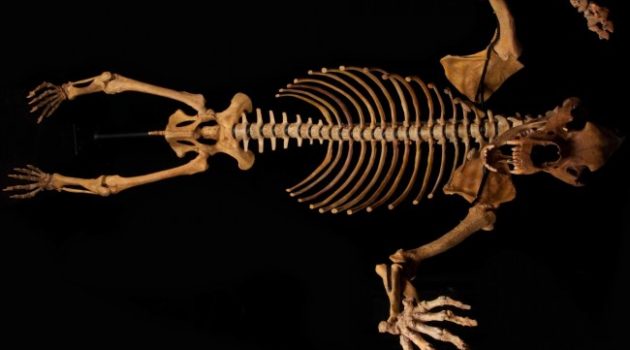 3 Things That Cryptid Could Have Been (Other Than Bigfoot)
