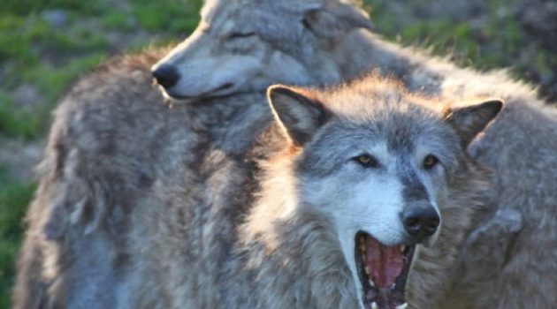 Gray Wolves No Longer Endangered, Says USFWS