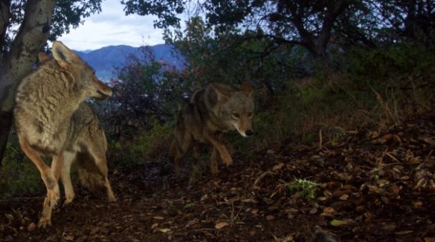 With Spring Come Coyotes; Protect Your Pets