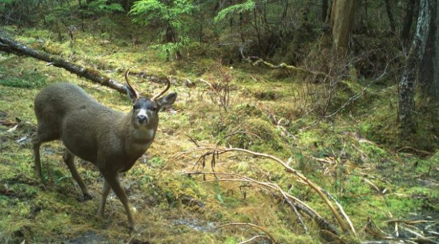 How Not to Die in the Woods: Tree Stand Safety