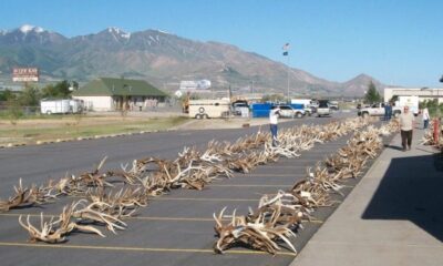 Discover the 2025 Utah DNR auction of antlers and furs seized from poaching. Held March 27 in Salt Lake City, proceeds fund wildlife conservation.