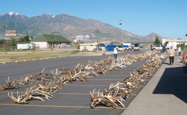 Discover the 2025 Utah DNR auction of antlers and furs seized from poaching. Held March 27 in Salt Lake City, proceeds fund wildlife conservation.