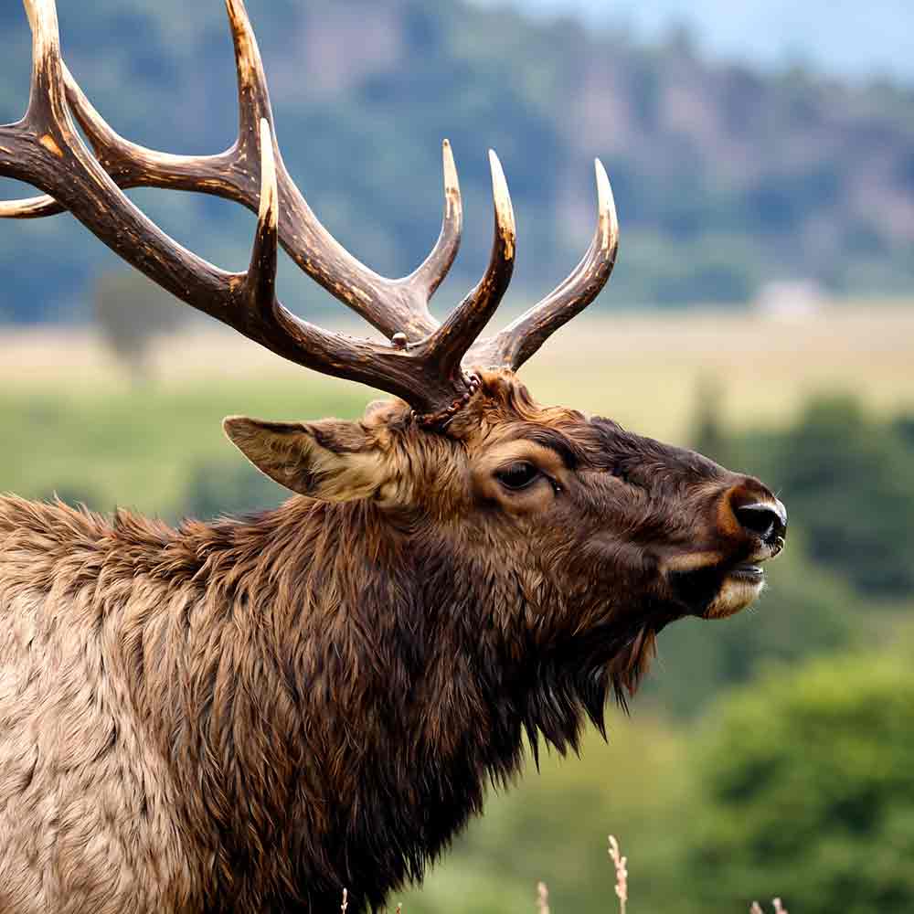 Bull elk responds to elk call tips