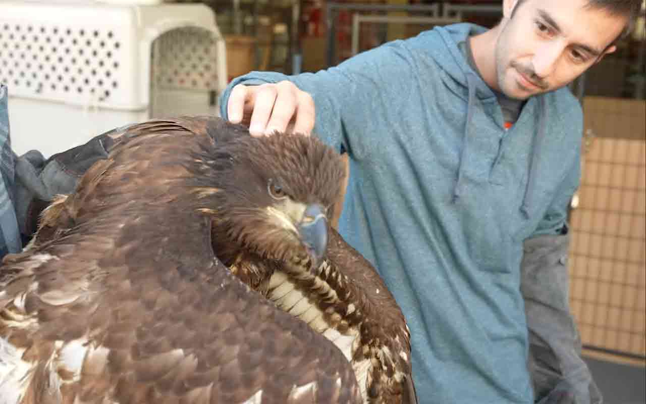 Bald Eagle Rehabilitation in That’s Wild - Popular Outdoorsman bald eagle rescue and rehabilitation in Gary Metivier That’s Wild