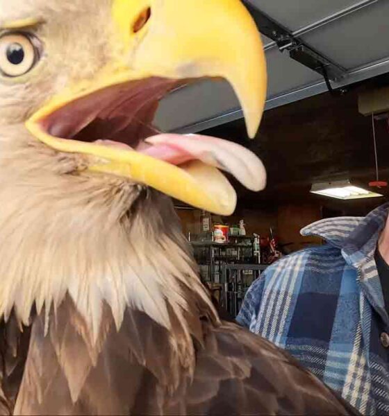 bald eagle rescue in Gary Metivier That’s Wild video