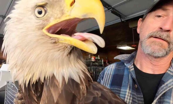 bald eagle rescue in Gary Metivier That’s Wild video
