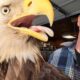 bald eagle rescue in Gary Metivier That’s Wild video
