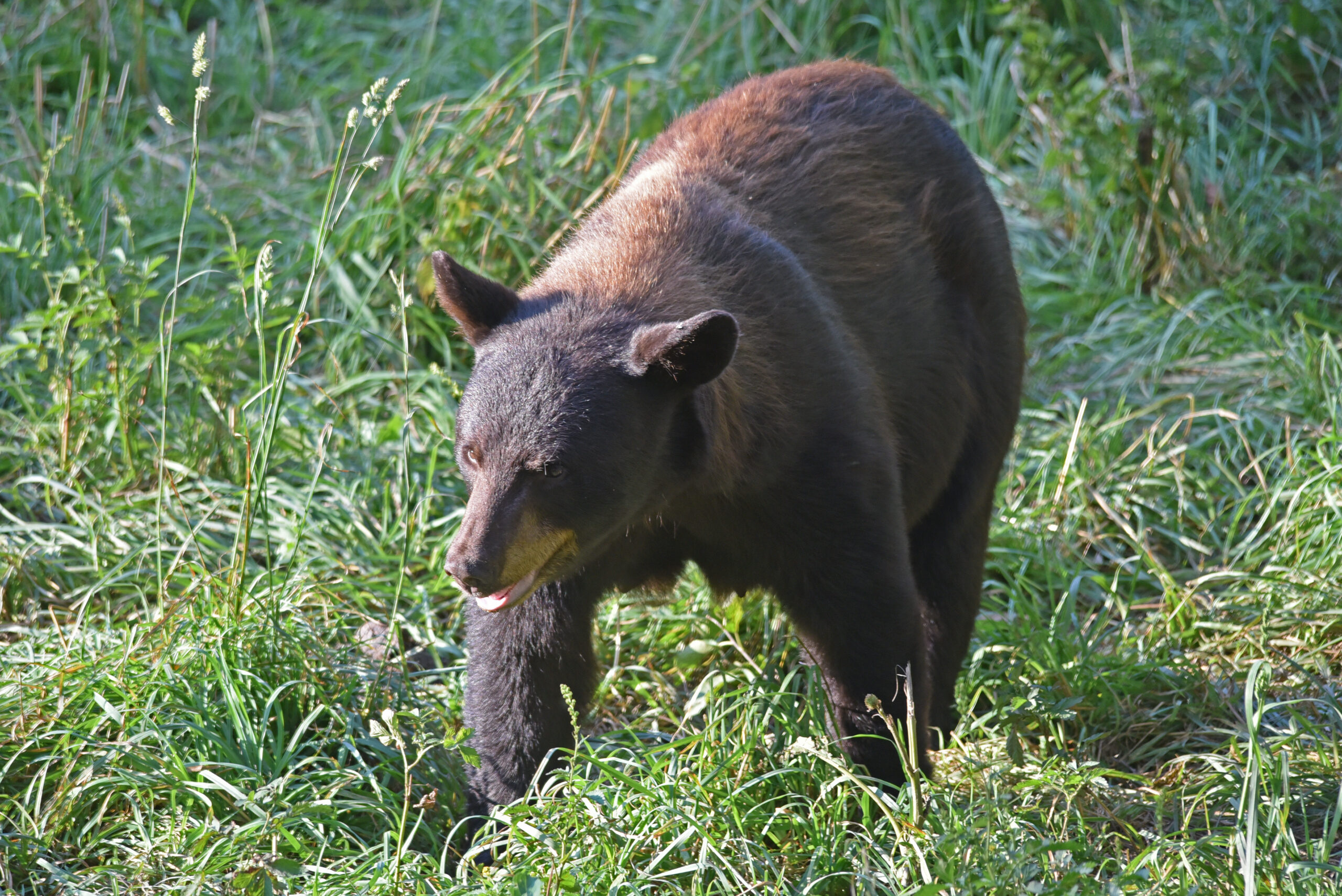 Black bear in alpine meadow transition spring 2026 - Popular Outdoorsman Spring black bear hunt 2026 — Montana OTC season bear in alpine meadow transition