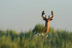 State-by-State Hunting Season & Regulation Hub (2026): Official Links for All 50 States