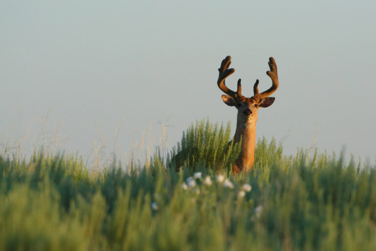 Whitetail bucks in summer velvet feeding along a field edge as fall hunting seasons approach across all 50 states