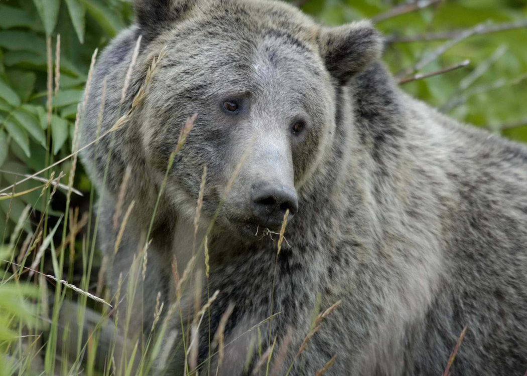 A grizzly bear crosses an open meadow in the Northern Rockies, the subject of a 2026 grizzly bear management rule change
