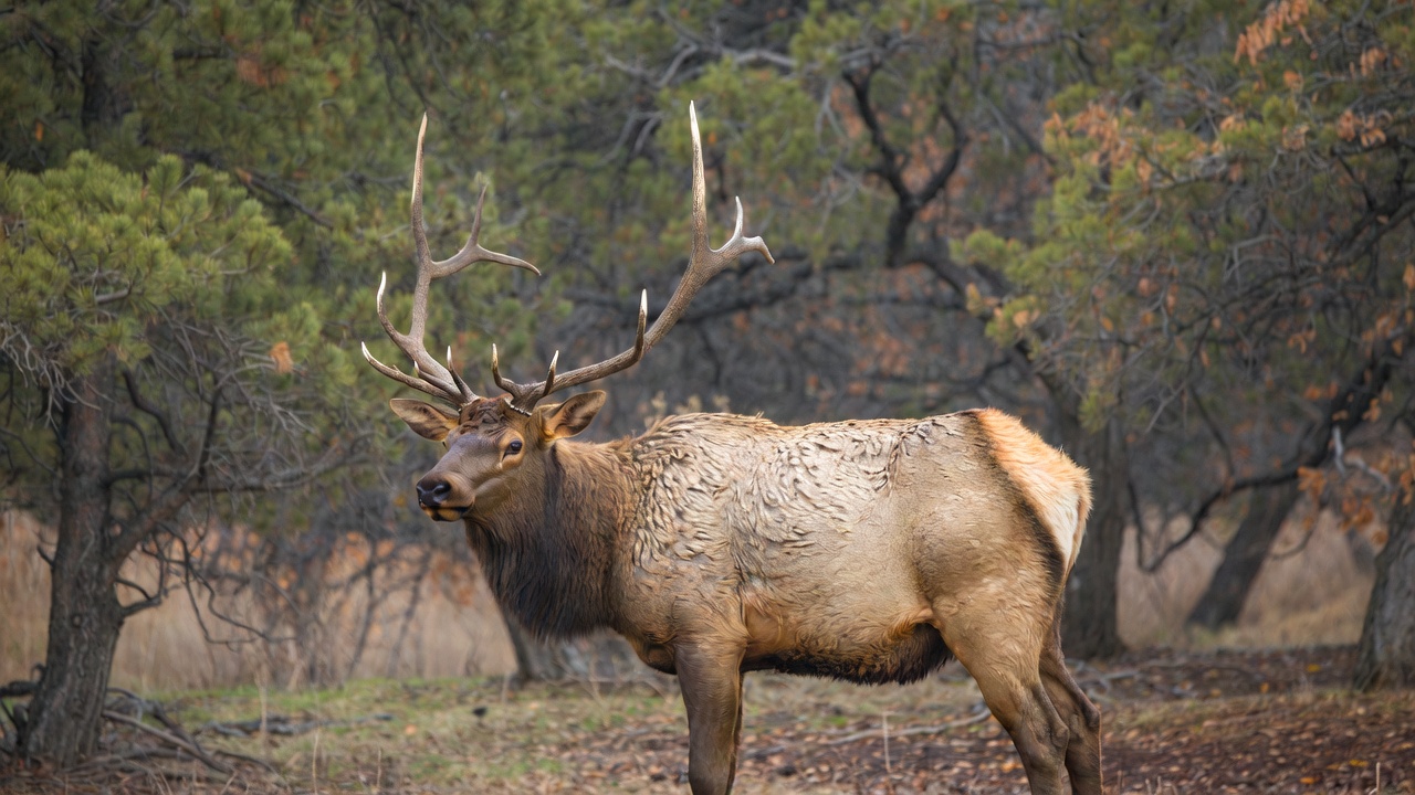 Elk hunting in colorado - Popular Outdoorsman Male elk with large antlers standing in a wooded clearing, autumn leaves on the ground and trees in the background.