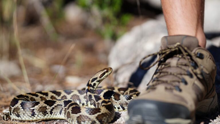A venomous-looking snake with patterned scales close to a hiking boot on dirt and rocks, as if approaching a person.