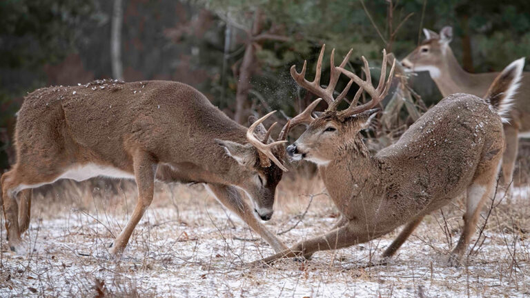 Two male deer lock horns in a snowy meadow, sparring as a other deer watches in the background.
