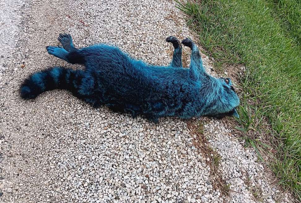 Dead raccoon with bright blue fur lying on its back on gravel beside a strip of grass, photographed by Nicole Carroll.
