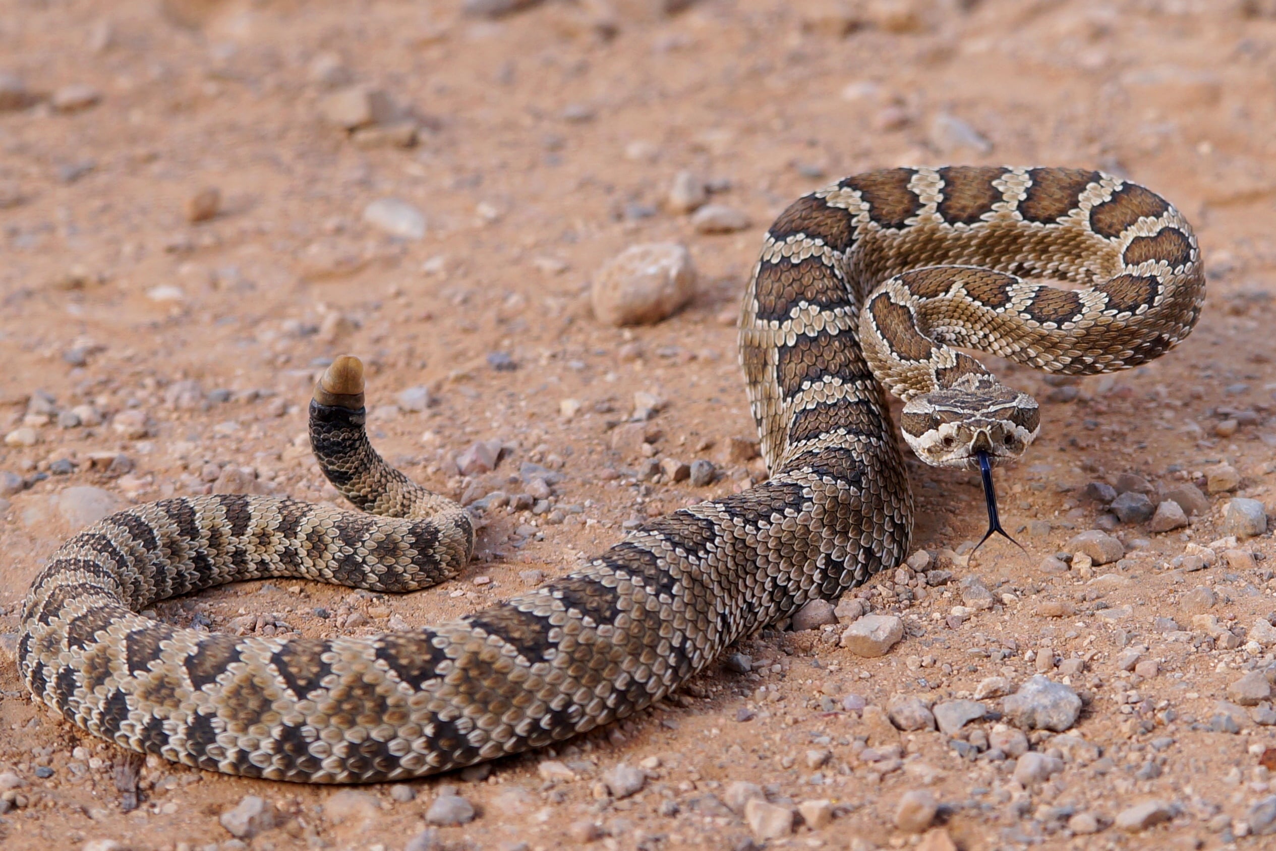 crotalus_oreganus_lutosus - Popular Outdoorsman Crotalus oreganus lutosus