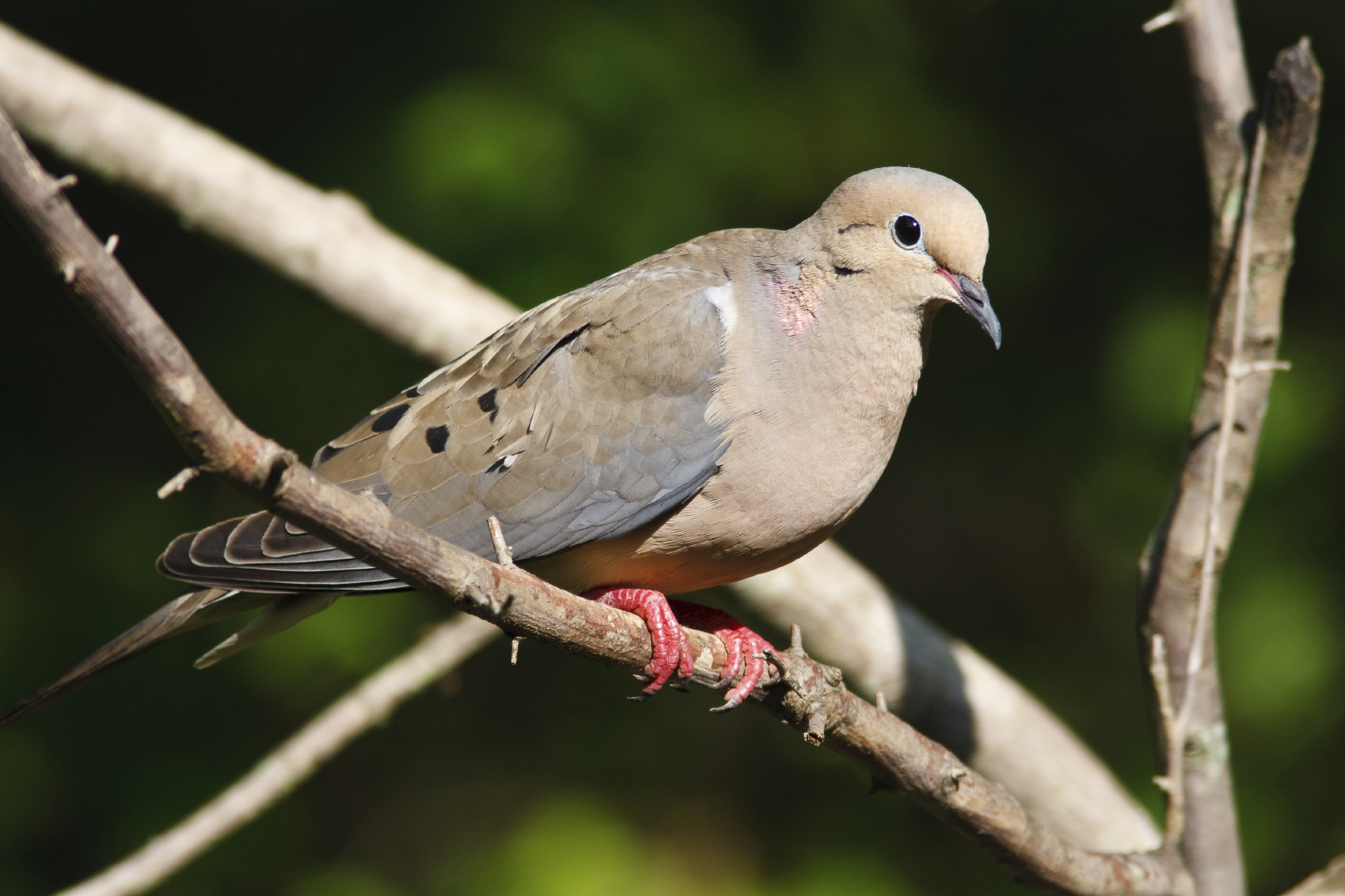 doveintree - Popular Outdoorsman Brown dove perched on a bare branch, pink feet gripping the wood, with a green blurred background.