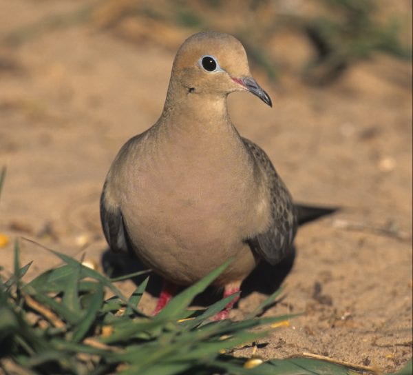 doveonground-e1567546091123-600x544 - Popular Outdoorsman Small brown dove standing on sandy ground with green blades in the foreground.