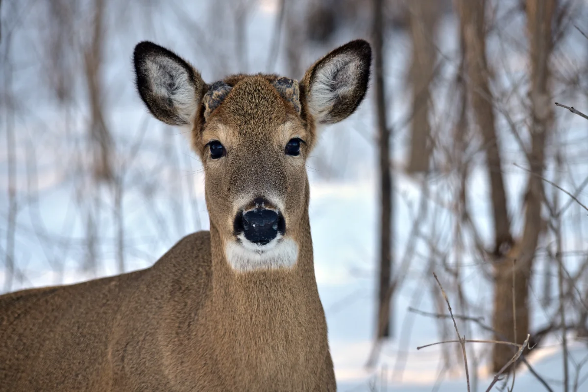 A mature whitetail buck in open cover the kind of deer most hunters learn to field dress a deer on - Popular Outdoorsman A mature whitetail buck in open cover, the kind of deer most hunters learn to field dress a deer on