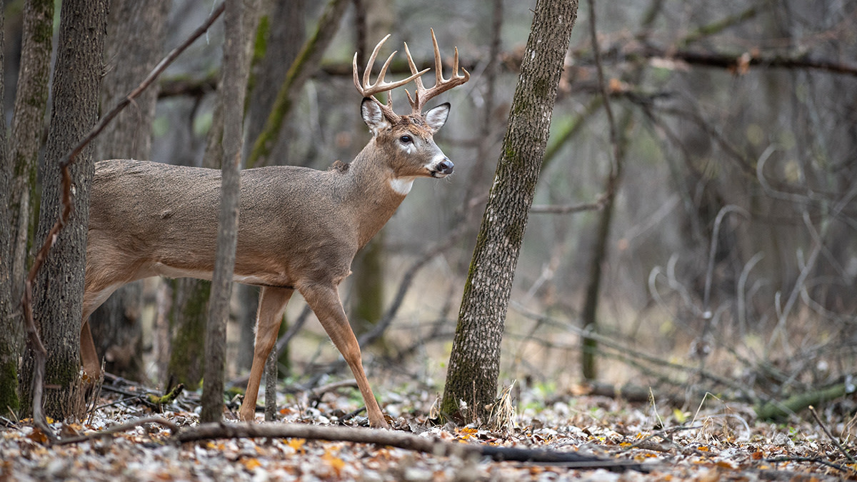 still_hunting_deer - Popular Outdoorsman Still hunting deer