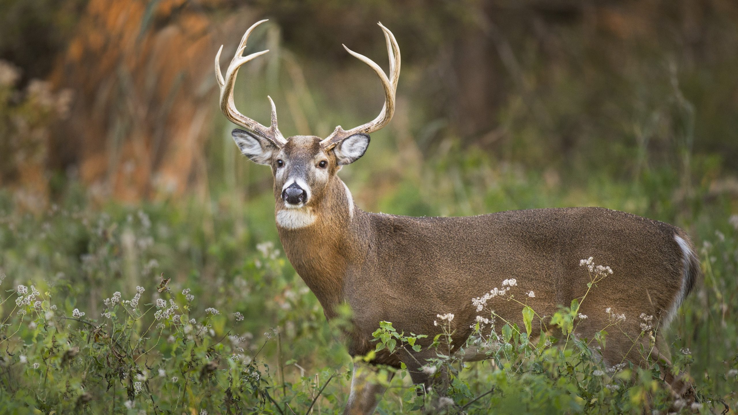 whitetail-deer-GettyImages-931414282-1 - Popular Outdoorsman Whitetail deer GettyImages 1