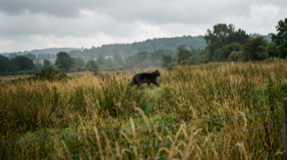 Blurry distant shape in a field like many big cat sighting photos