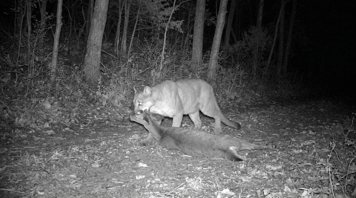Trail camera image of a mountain lion dragging a deer