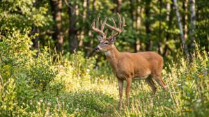 Deer Movement Forecast by ZIP: Best Hunting Times